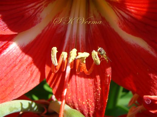  Stamens